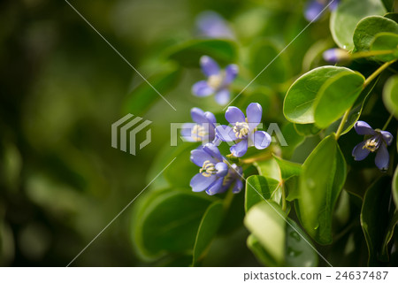 Close up little blue flowers 24637487