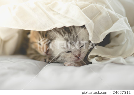 Cute tabby kittens lying Cute tabby kittens lying 24637511