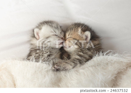 Cute tabby kittens sleeping and hugging Cute tabby kittens sleeping and hugging 24637532