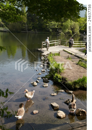 Lake Kinrinko Yufuin no Mori Japan 24637786