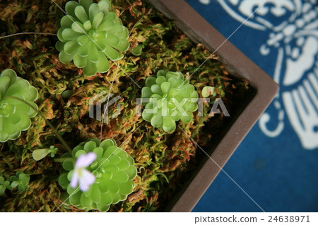 Asino park Japan 24638971