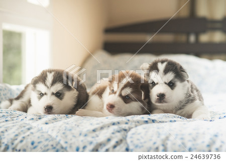 Cute two puppies siberian husky lying on a bed 24639736