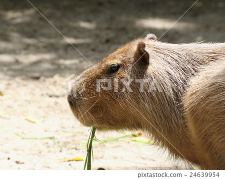 水豚 水豚 24639954