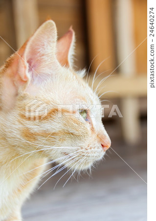 Thai orange cat in the garden. 24640274