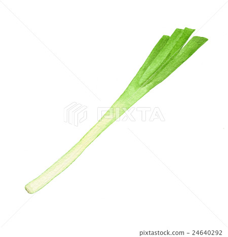 蔥 蔥 24640292