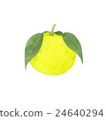 柚子 24640294