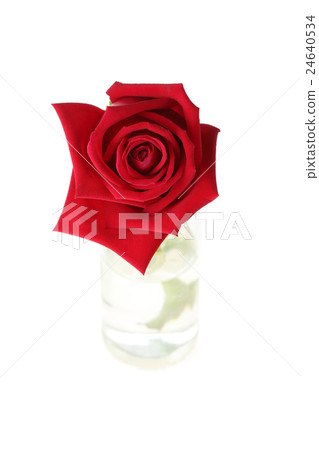 red rose flower in glass vase on white background red rose flower in glass vase on white background 24640534