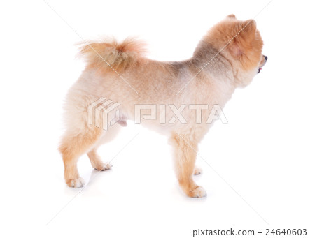 pomeranian dog brown short hair 24640603