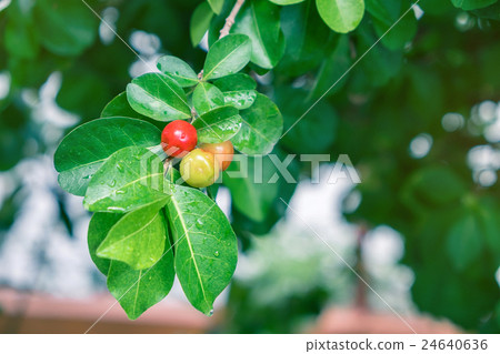 Fresh Barbados cherry on tree. 24640636