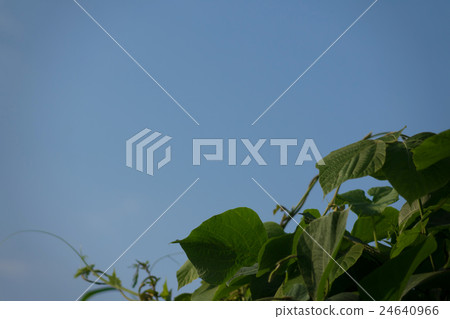 雜草和雜草和天空(模糊材料) 雜草和雜草和天空(模糊材料) 24640966