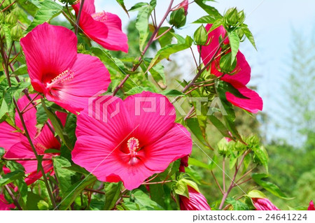 American fly American fly 24641224