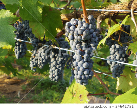 葡萄。 Yama Sauvignon。 葡萄。 Yama Sauvignon。 24641781