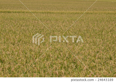 Hokkaido Autumn Rice Takasu Town Hokkaido Autumn Rice Takasu Town 24643189