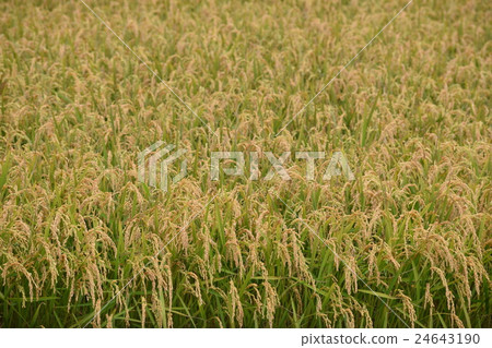 北海道秋稻高須鎮 北海道秋稻高須鎮 24643190
