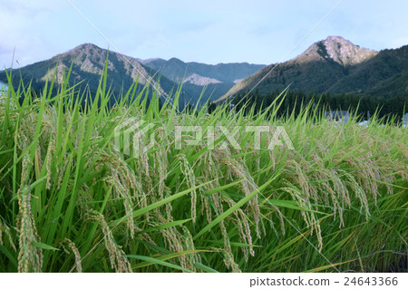 Morning rice ear Morning rice ear 24643366