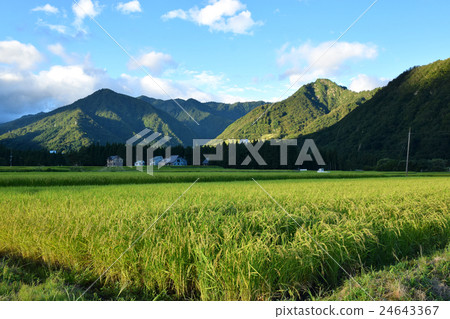 Pond of Uonuma shining in the morning sun Pond of Uonuma shining in the morning sun 24643367