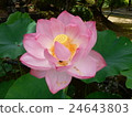 Lotus flowers in full bloom　 24643803