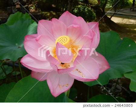 Lotus flowers in full bloom Lotus flowers in full bloom 24643803