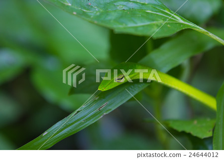 Oriental Whipsnake or Asian Vine Snake 24644012