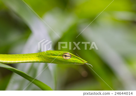 Oriental Whipsnake or Asian Vine Snake 24644014
