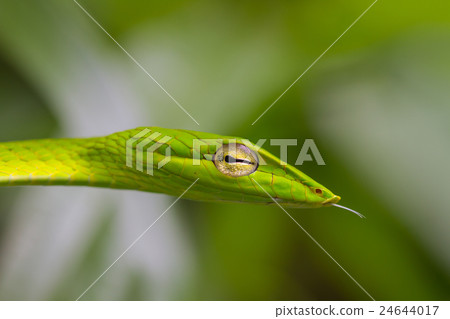Oriental Whipsnake or Asian Vine Snake 24644017