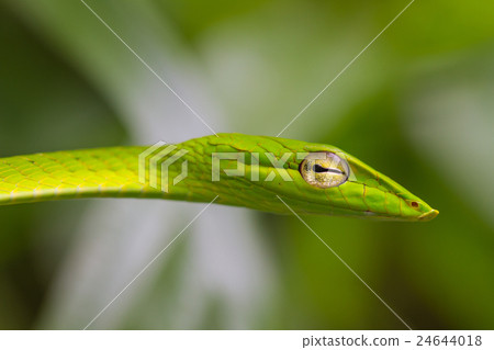 Oriental Whipsnake or Asian Vine Snake 24644018