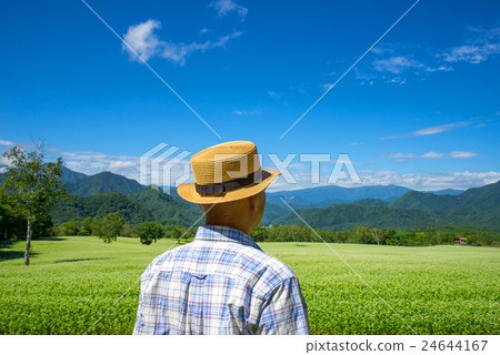 走在高原蕎麥田裡的老人 24644167