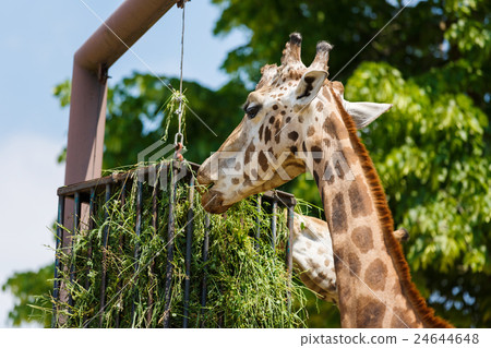 Giraffes feeding in a park Giraffes feeding in a park 24644648