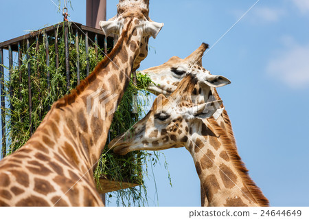 Giraffes feeding in a park Giraffes feeding in a park 24644649