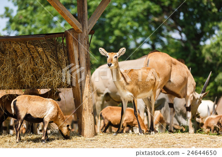 Antelopes eat hay Antelopes eat hay 24644650