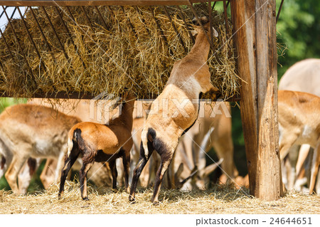 圖庫照片: antelopes eat hay