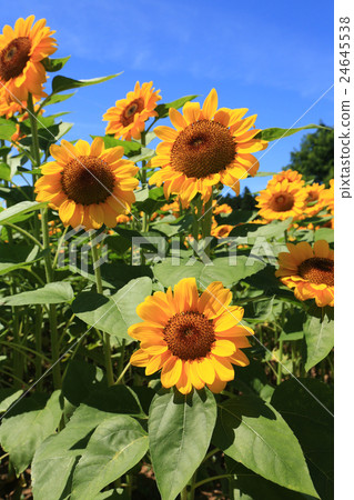 Sunflower 818 24645538