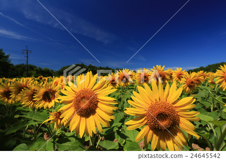 向日葵826 24645542