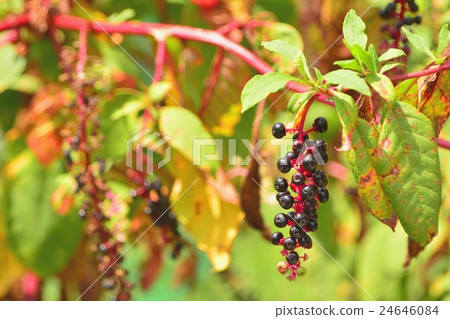 Fruit of Yoshishi yamagobou (herbal medicine name: Miyosho) Fruit of Yoshishi yamagobou (herbal medicine name: Miyosho) 24646084