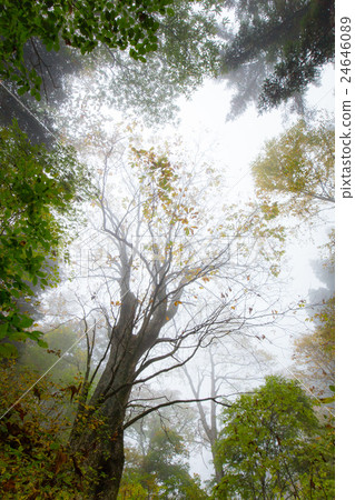 Autumn's Toshioki (Tochi) 24646089