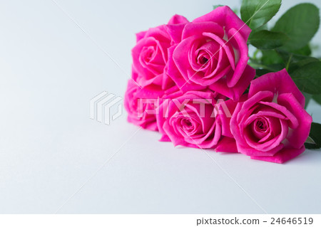Rose flower 24646519