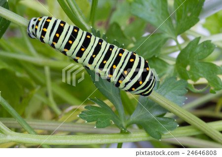 Stag beetle larva Stag beetle larva 24646808