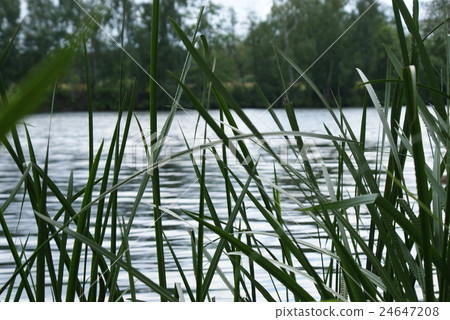 Aquatic plant leaves at an abandoned lake Aquatic plant leaves at an abandoned lake 24647208