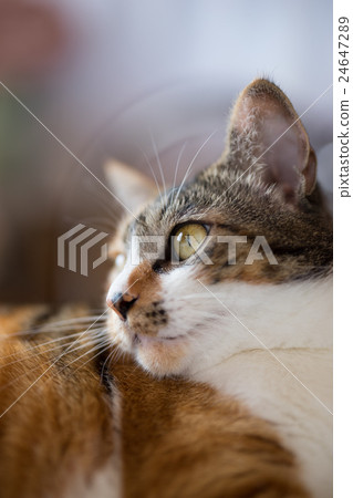 一隻貓的輪廓 24647289