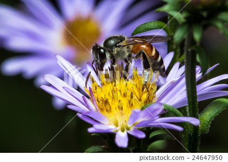 图库照片: bee eating, sucking the violet flowers syrup