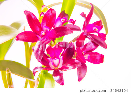 Cattleya African Beauty 24648104