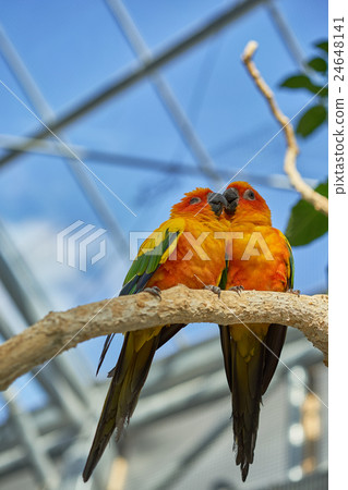 A pair of good-nosed kokane Mexico parake 24648141