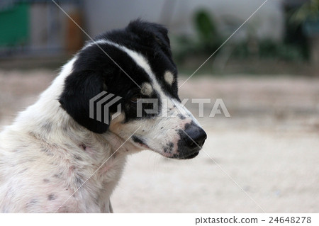 A dog with aggressive at Thailand A dog with aggressive at Thailand 24648278