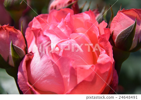 玫瑰園〜青島兒童蛋糕花節〜（宮崎縣宮崎市） 24648491