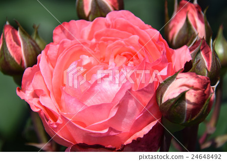 Rose Garden ~ Qingdao Children's Cake Flower Festa ~ (Miyazaki City, Miyazaki Prefecture) 24648492