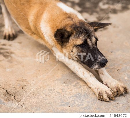A stray dog lying beside the building. A stray dog lying beside the building. 24648672
