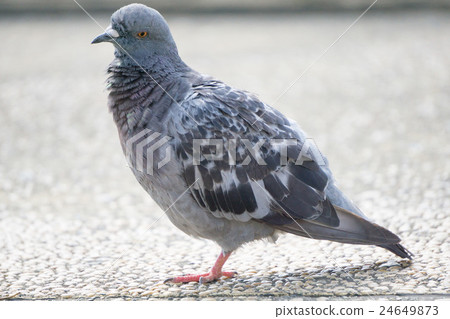 Pigeons Pigeons 24649873