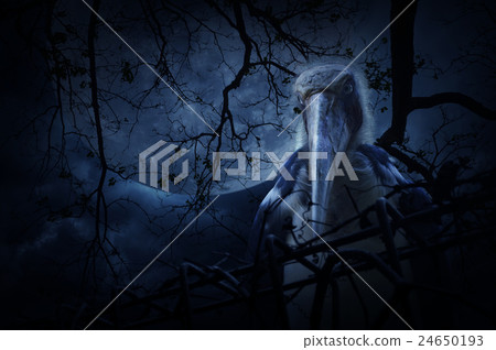 Lesser adjutant stork bird with old fence Lesser adjutant stork bird with old fence 24650193