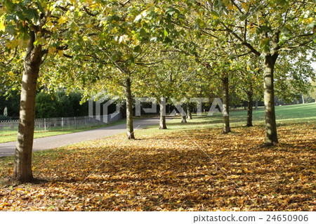 秋天的公園 秋天的公園 24650906