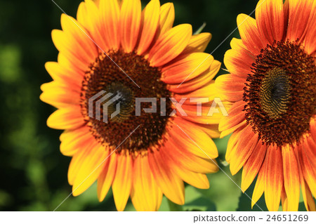 向日葵015 24651269